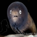 moray_whiteeyed_ph_hsb_r_h_0049_kom1966.jpg